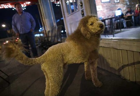 幻覚 ライオンのような犬の件 新大久保の歩き方 バーチャル版